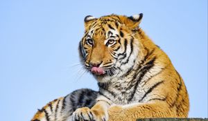 Preview wallpaper tiger, protruding tongue, big cat, predator, stone