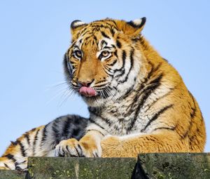 Preview wallpaper tiger, protruding tongue, big cat, predator, stone