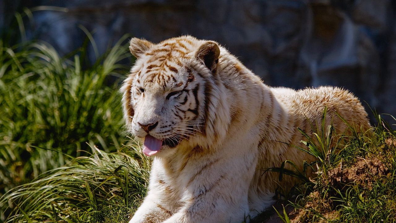 Wallpaper tiger, protruding tongue, grass, lie, predator, big cat