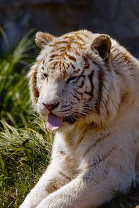 Preview wallpaper tiger, protruding tongue, grass, lie, predator, big cat
