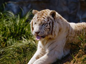 Preview wallpaper tiger, protruding tongue, grass, lie, predator, big cat