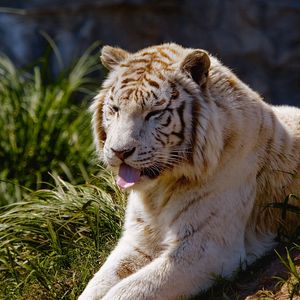 Preview wallpaper tiger, protruding tongue, grass, lie, predator, big cat