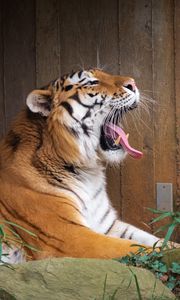 Preview wallpaper tiger, protruding tongue, grin, big cat, animal, stone