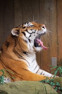 Preview wallpaper tiger, protruding tongue, grin, big cat, animal, stone