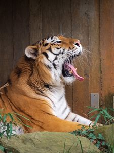 Preview wallpaper tiger, protruding tongue, grin, big cat, animal, stone