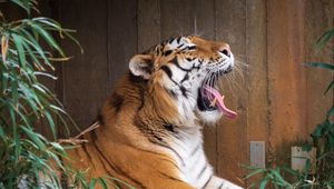 Preview wallpaper tiger, protruding tongue, grin, big cat, animal, stone