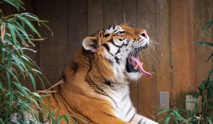 Preview wallpaper tiger, protruding tongue, grin, big cat, animal, stone