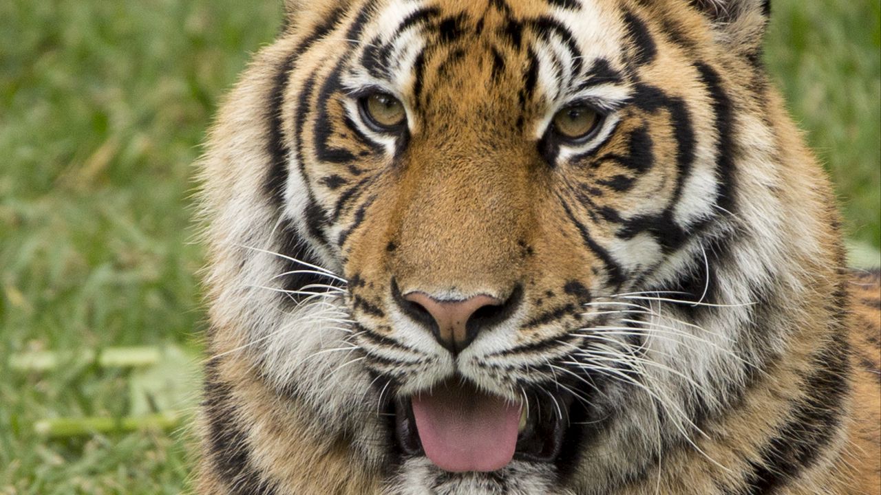 Wallpaper tiger, protruding tongue, predator, funny