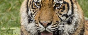 Preview wallpaper tiger, protruding tongue, predator, funny