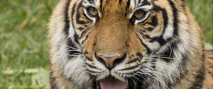 Preview wallpaper tiger, protruding tongue, predator, funny