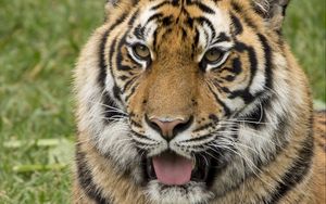 Preview wallpaper tiger, protruding tongue, predator, funny