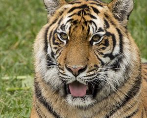 Preview wallpaper tiger, protruding tongue, predator, funny