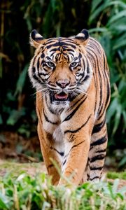 Preview wallpaper tiger, protruding tongue, predator, big cat, animal, leaves