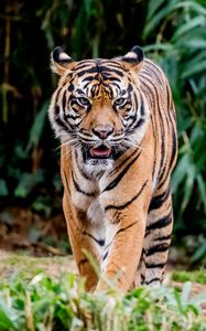 Preview wallpaper tiger, protruding tongue, predator, big cat, animal, leaves