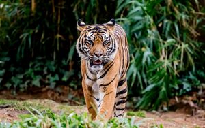 Preview wallpaper tiger, protruding tongue, predator, big cat, animal, leaves