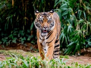 Preview wallpaper tiger, protruding tongue, predator, big cat, animal, leaves