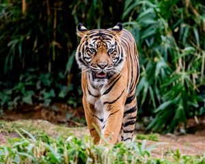 Preview wallpaper tiger, protruding tongue, predator, big cat, animal, leaves