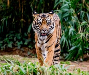 Preview wallpaper tiger, protruding tongue, predator, big cat, animal, leaves