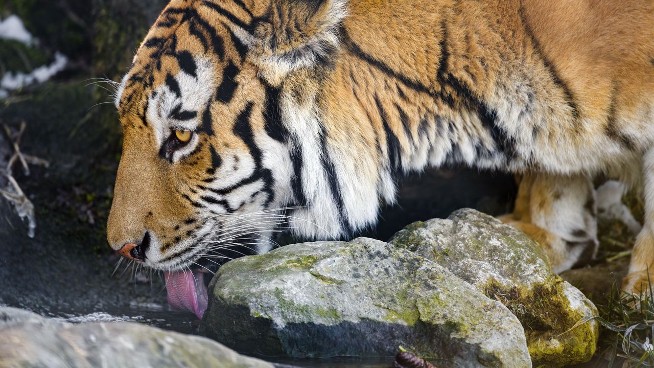 Wallpaper tiger, protruding tongue, predator, big cat, animal, stream, stones
