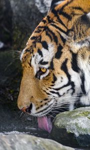 Preview wallpaper tiger, protruding tongue, predator, big cat, animal, stream, stones