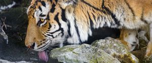 Preview wallpaper tiger, protruding tongue, predator, big cat, animal, stream, stones