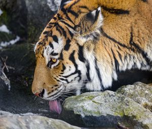 Preview wallpaper tiger, protruding tongue, predator, big cat, animal, stream, stones