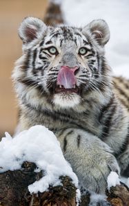 Preview wallpaper tiger, protruding tongue, predator, big cat, paw, snow