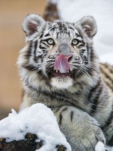 Preview wallpaper tiger, protruding tongue, predator, big cat, paw, snow