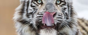 Preview wallpaper tiger, protruding tongue, predator, big cat, paw, snow