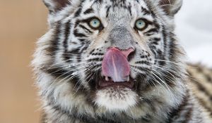 Preview wallpaper tiger, protruding tongue, predator, big cat, paw, snow