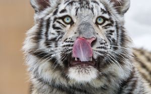 Preview wallpaper tiger, protruding tongue, predator, big cat, paw, snow