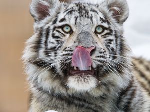 Preview wallpaper tiger, protruding tongue, predator, big cat, paw, snow