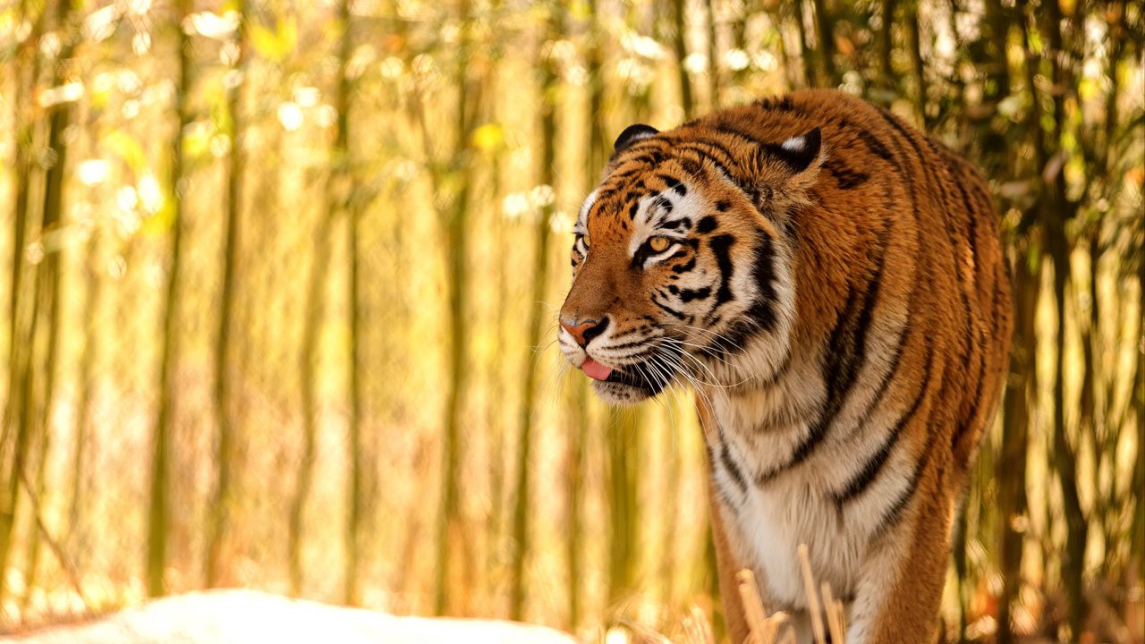 Wallpaper tiger, protruding tongue, predator, big cat, blur