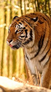 Preview wallpaper tiger, protruding tongue, predator, big cat, blur