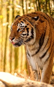 Preview wallpaper tiger, protruding tongue, predator, big cat, blur