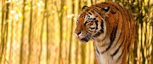 Preview wallpaper tiger, protruding tongue, predator, big cat, blur