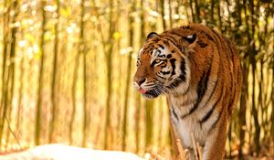 Preview wallpaper tiger, protruding tongue, predator, big cat, blur