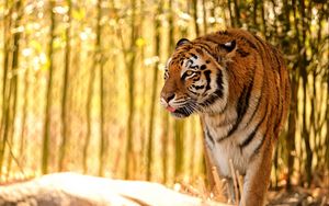 Preview wallpaper tiger, protruding tongue, predator, big cat, blur