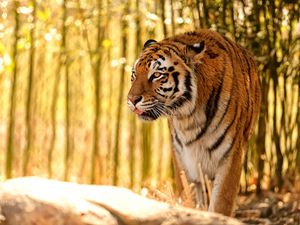 Preview wallpaper tiger, protruding tongue, predator, big cat, blur