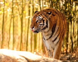 Preview wallpaper tiger, protruding tongue, predator, big cat, blur