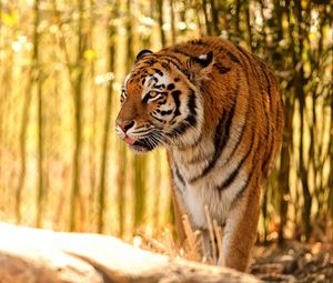 Preview wallpaper tiger, protruding tongue, predator, big cat, blur