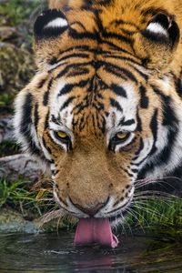 Preview wallpaper tiger, protruding tongue, predator, big cat, wild