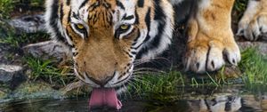 Preview wallpaper tiger, protruding tongue, predator, big cat, wild