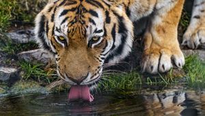 Preview wallpaper tiger, protruding tongue, predator, big cat, wild