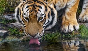 Preview wallpaper tiger, protruding tongue, predator, big cat, wild