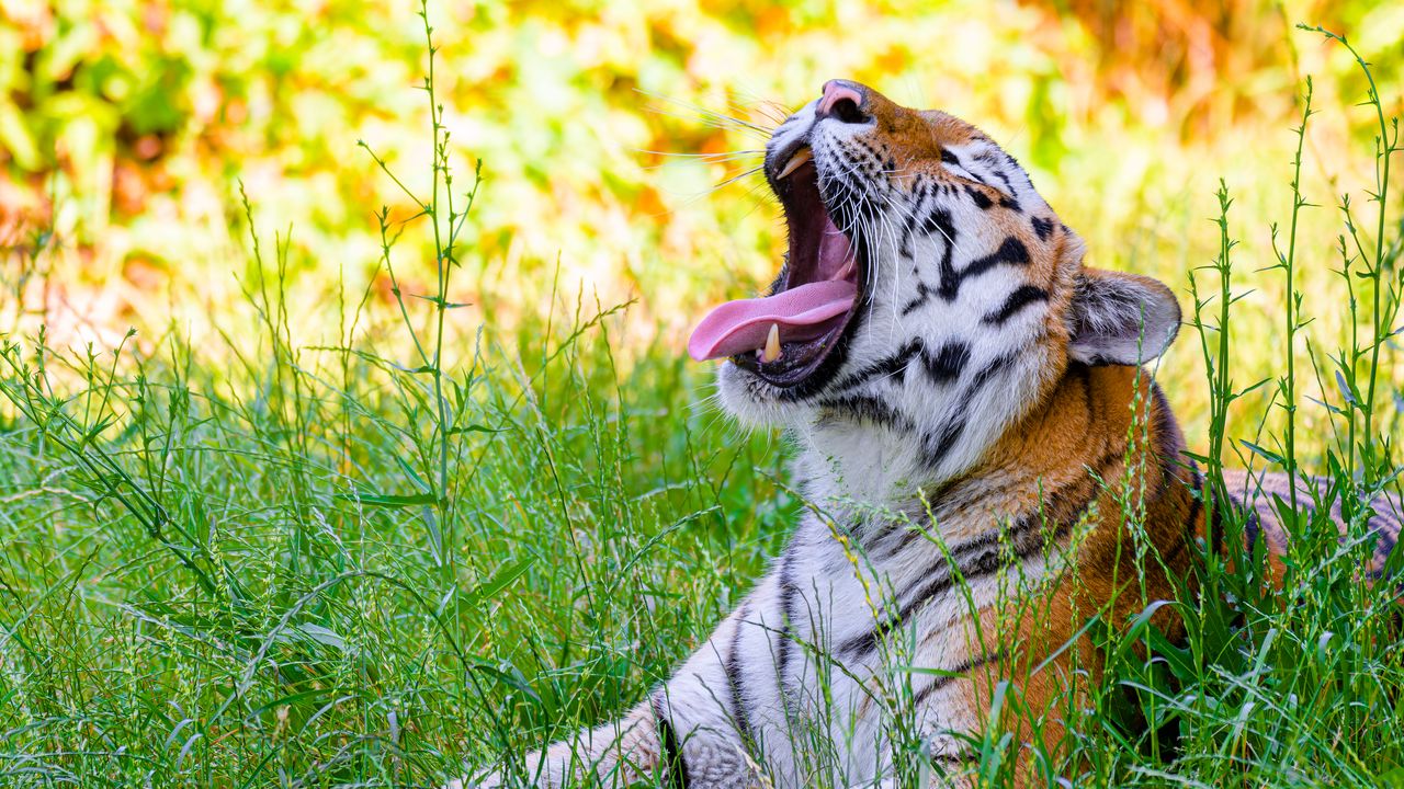 Wallpaper tiger, protruding tongue, predator, big cat, grass