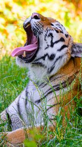Preview wallpaper tiger, protruding tongue, predator, big cat, grass