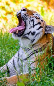 Preview wallpaper tiger, protruding tongue, predator, big cat, grass