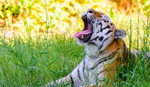 Preview wallpaper tiger, protruding tongue, predator, big cat, grass