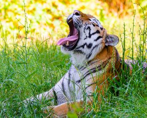 Preview wallpaper tiger, protruding tongue, predator, big cat, grass